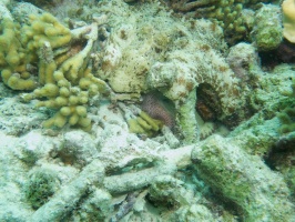 Two Common Octopuses IMG 6080